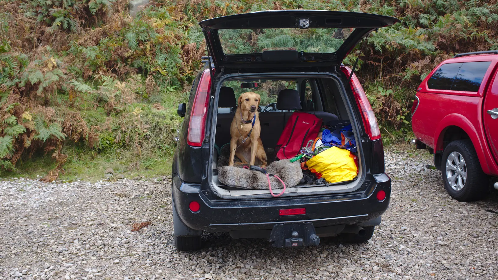 Rescue dog in the field as an operation visual