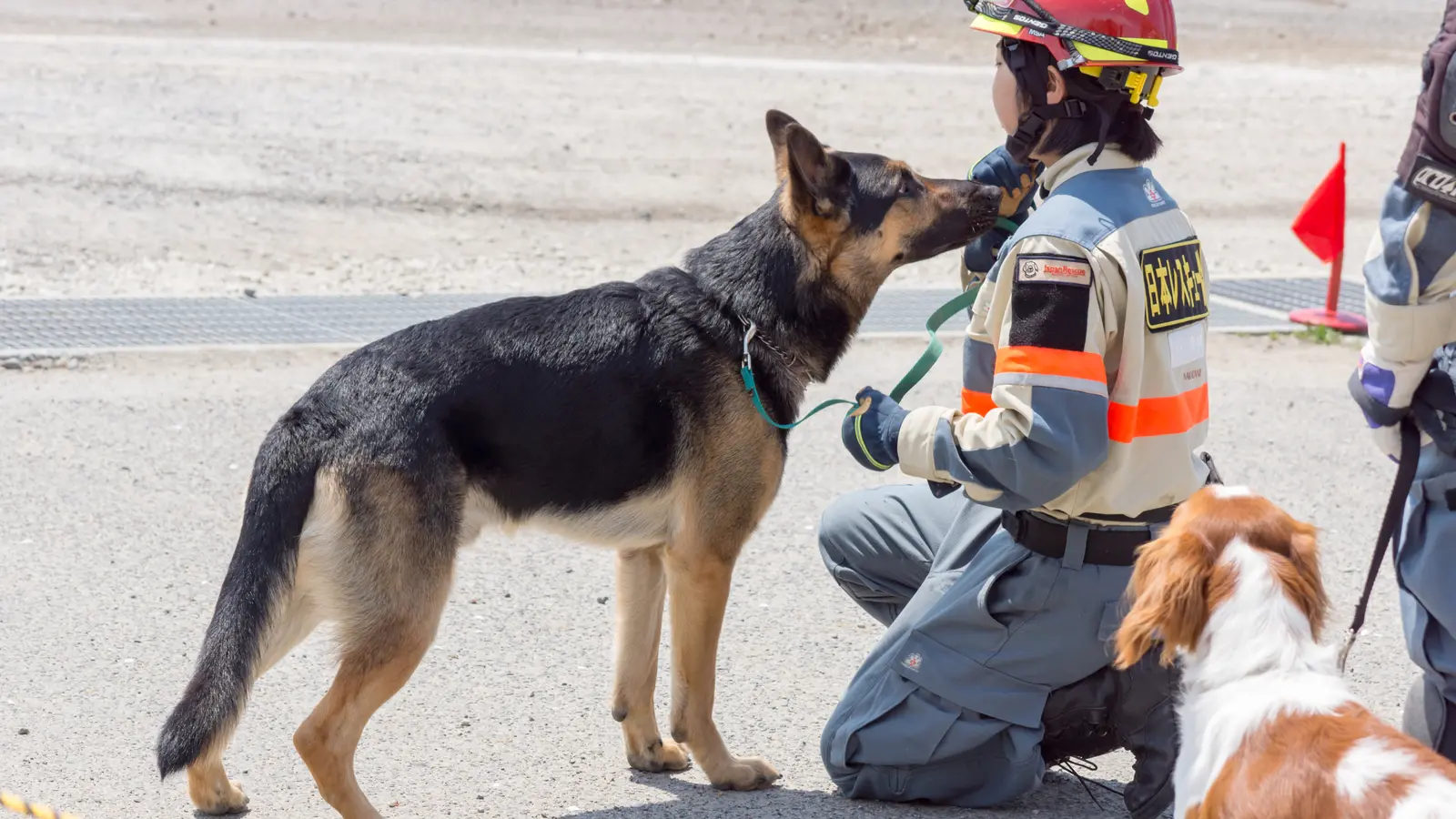 Search dogs and responders as a visual for team organization
