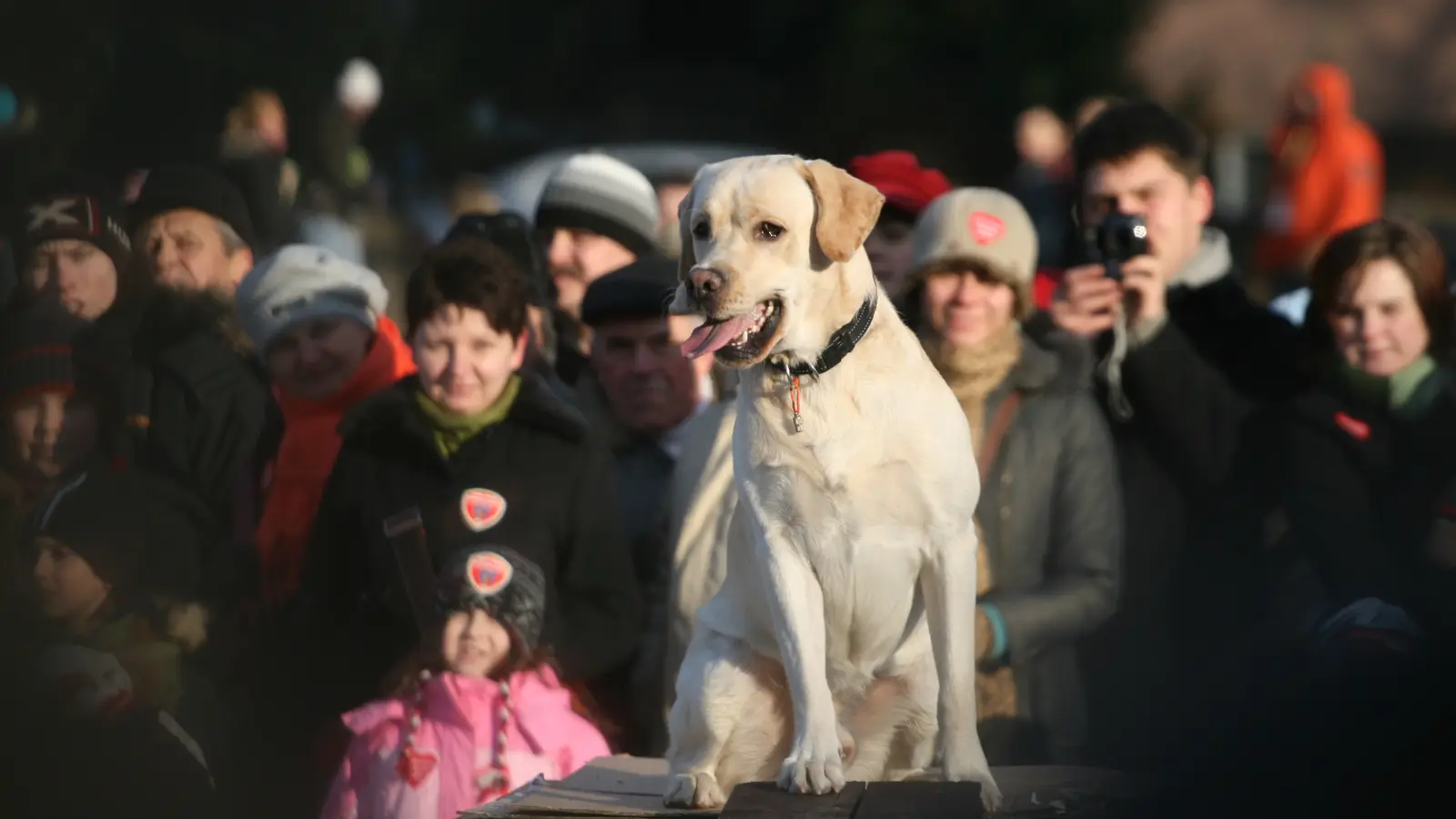 Suchhundeteam zeigt Teamarbeit im Training