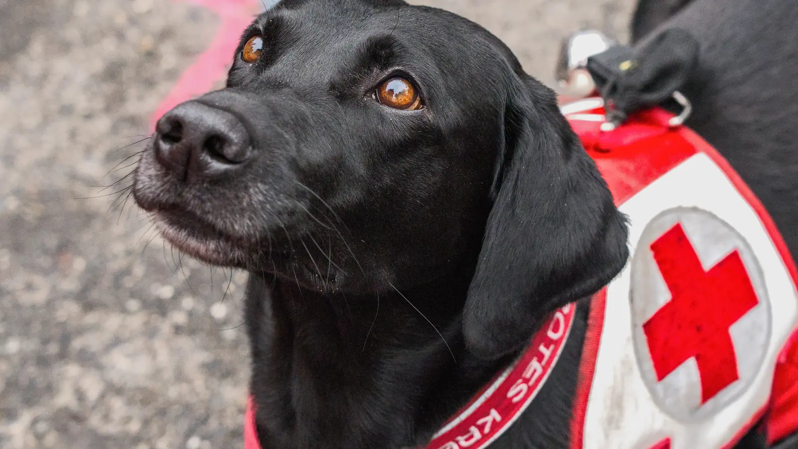 Rettungshund im Training als Motiv für Suchhunde-Trainingsdokumentation